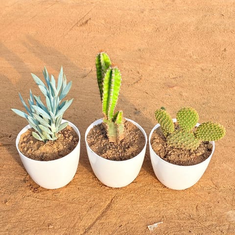 Set of 3 - Curio Repens Succulent, Fairy Castle Fairy Tale Cactus & Bunny Ear Cactus in 4 inch White Premium Orchid Round Plastic Pot