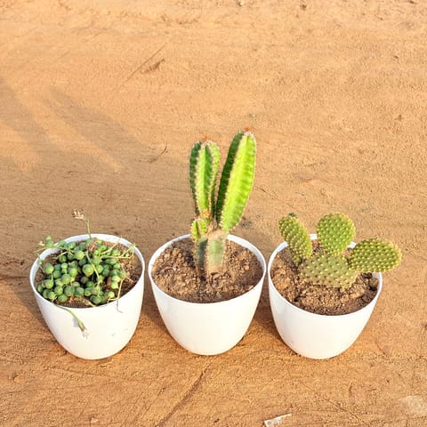 Set of 3 - String of Pearls Succulent, Fairy Castle Fairy Tale Cactus & Bunny Ear Cactus in 4 inch White Premium Orchid Round Plastic Pot