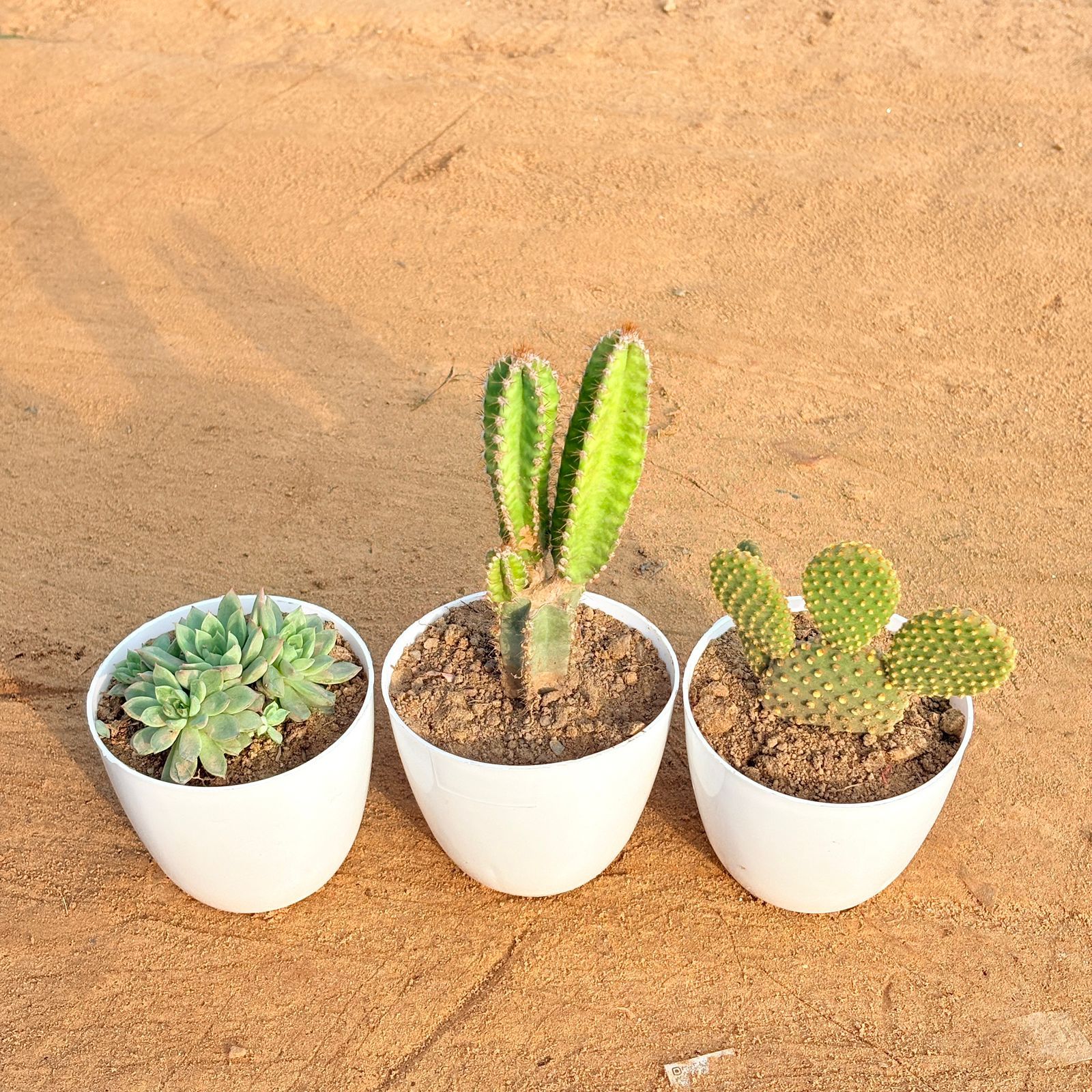 Set of 3 - Chicken & Hen Succulent, Fairy Castle Fairy Tale Cactus & Bunny Ear Cactus in 4 inch White Premium Orchid Round Plastic Pot
