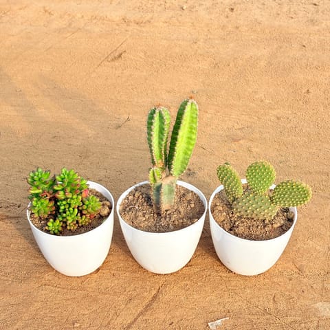Set of 3 - Jelly Bean Succulent, Fairy Castle Fairy Tale Cactus & Bunny Ear Cactus in 4 inch White Premium Orchid Round Plastic Pot
