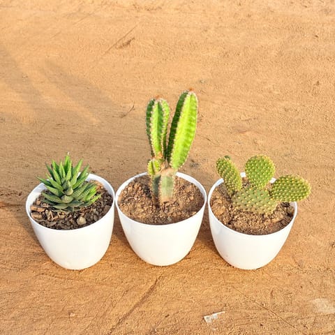 Set of 3 - Haworthia Zebrina, Fairy Castle Fairy Tale Cactus & Bunny Ear Cactus in 4 inch White Premium Orchid Round Plastic Pot