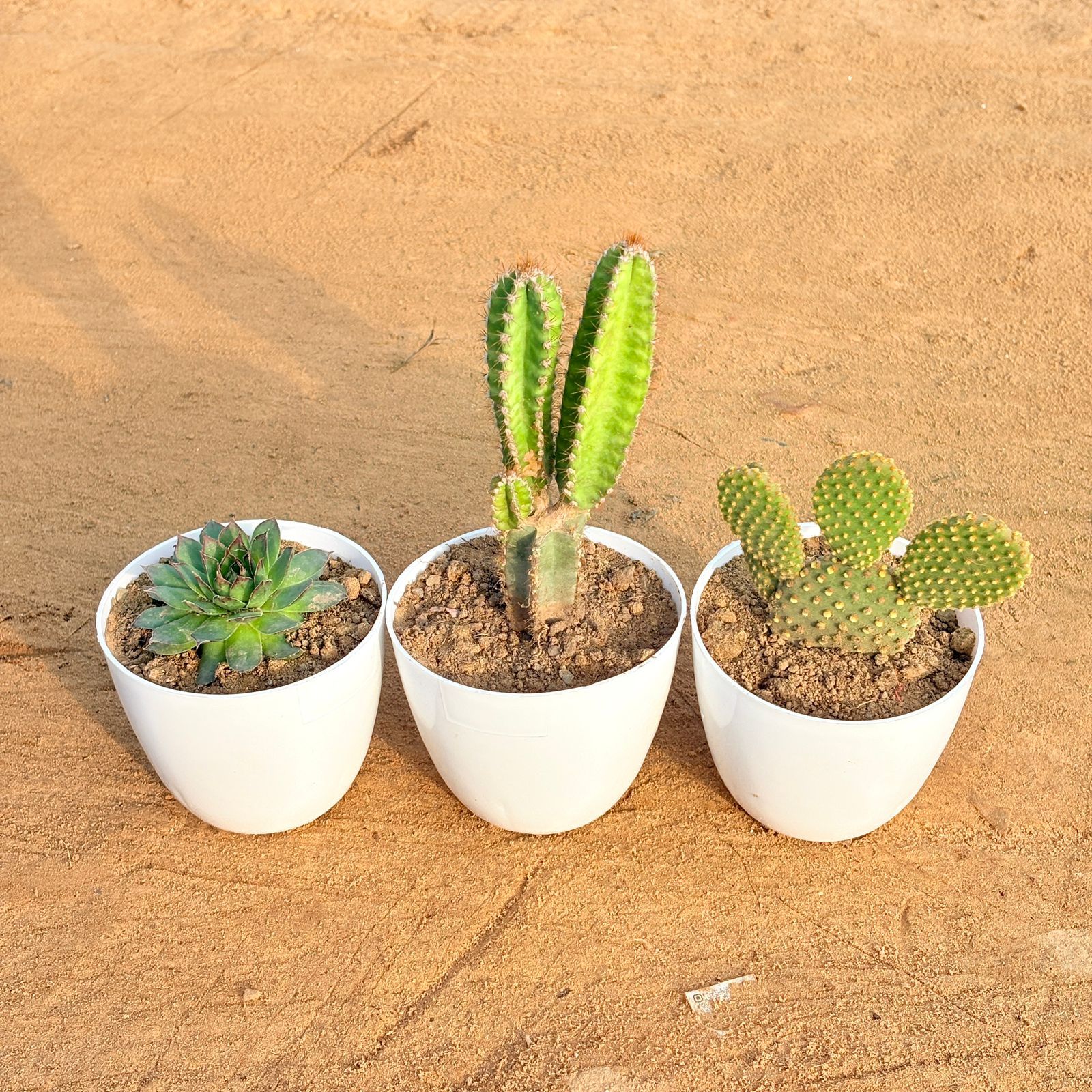 Set of 3 - Laxmi Kamal Succulent, Fairy Castle Fairy Tale Cactus & Bunny Ear Cactus in 4 inch White Premium Orchid Round Plastic Pot
