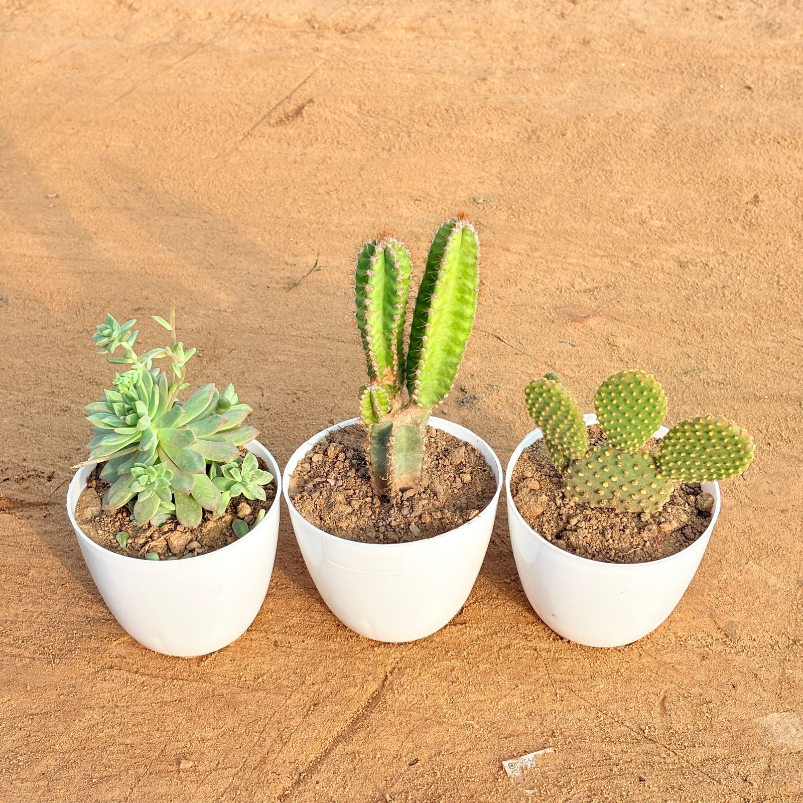 Set of 3 - Echeveria Red Succulent, Fairy Castle Fairy Tale Cactus & Bunny Ear Cactus in 4 inch White Premium Orchid Round Plastic Pot