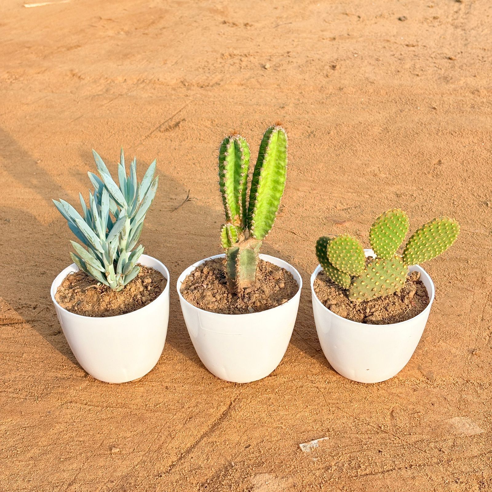 Set of 3 - Curio Repens Succulent, Fairy Castle Fairy Tale Cactus & Bunny Ear Cactus in 4 inch White Premium Orchid Round Plastic Pot