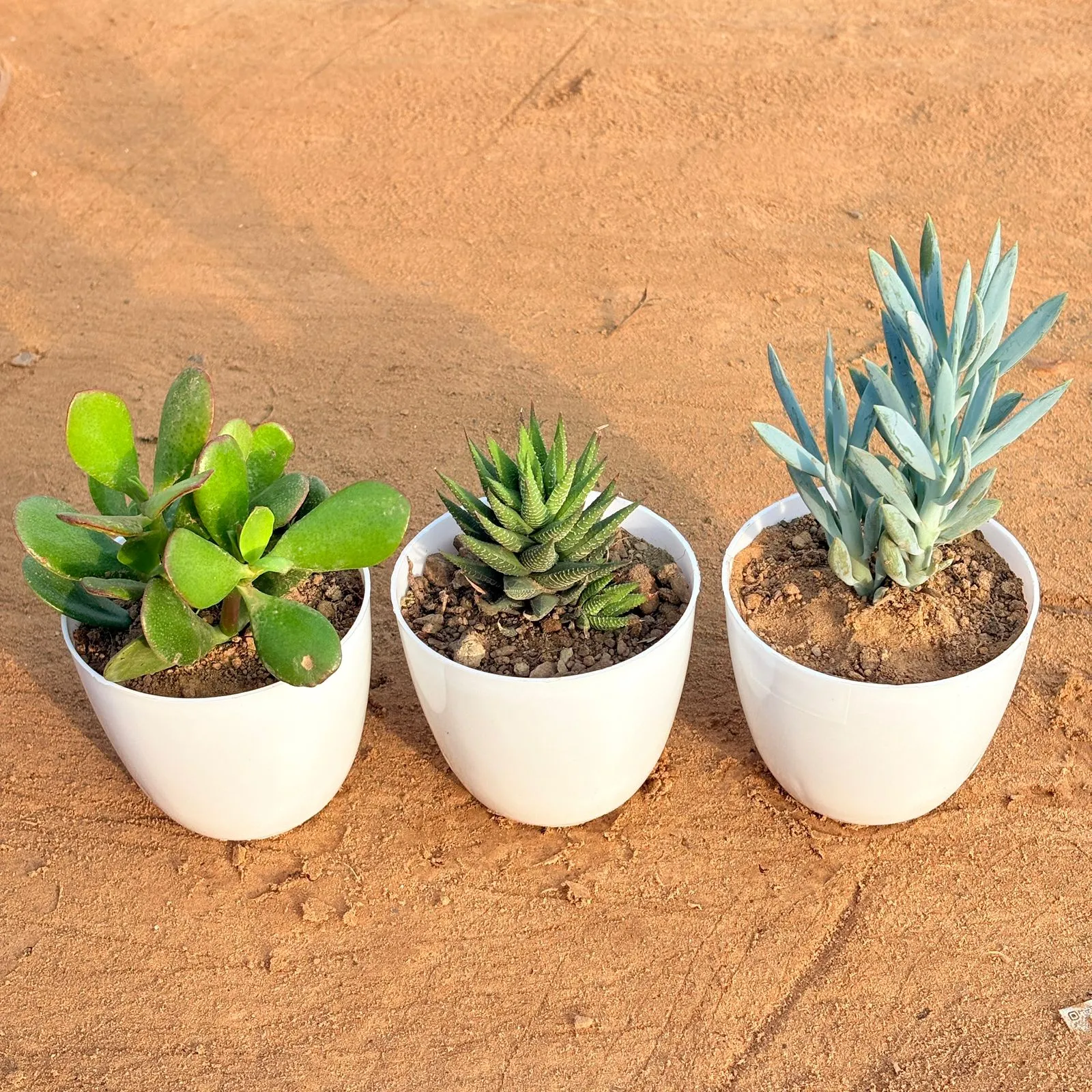 Set of 3 - Crassula Ovata/ Dhan Kuber, Haworthia Zebrina & Curio Repens Succulent in 4 inch White Premium Orchid Round Plastic Pot