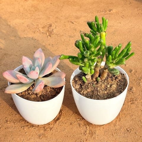 Set of 2 - Echeveria Red Succulent & Crassula Gollum Jade/ Finger Succulent in 4 inch White Premium Orchid Round Plastic Pot