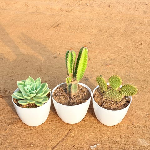 Set of 3 - Echeveria Green Succulent, Fairy Castle Fairy Tale Cactus & Bunny Ear Cactus in 4 inch White Premium Orchid Round Plastic Pot
