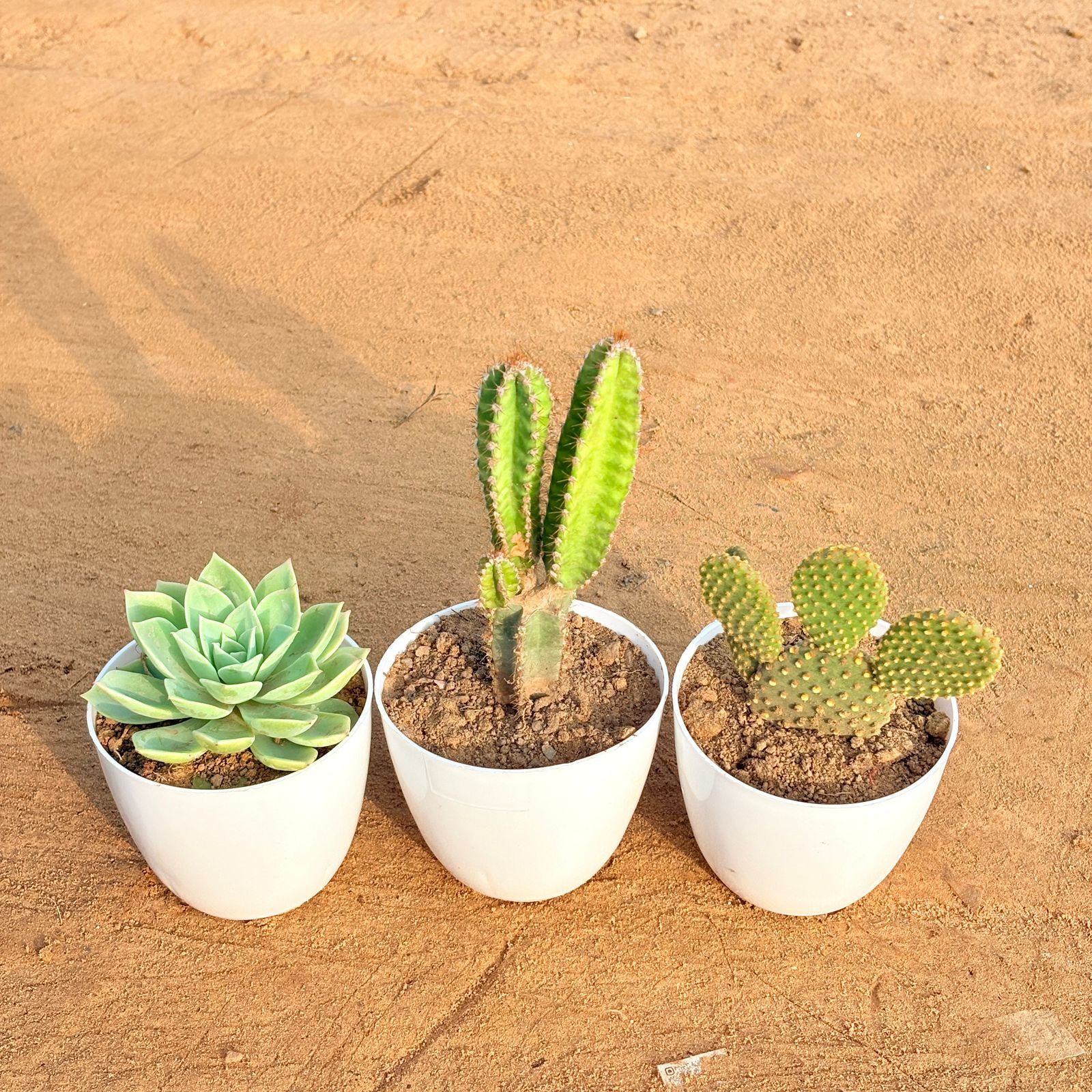 Set of 3 - Echeveria Green Succulent, Fairy Castle Fairy Tale Cactus & Bunny Ear Cactus in 4 inch White Premium Orchid Round Plastic Pot