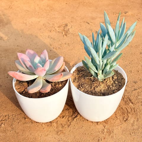 Set of 2 - Echeveria Devotion / Red Velvet & Curio Repens Succulent in 4 inch White Premium Orchid Round Plastic Pot