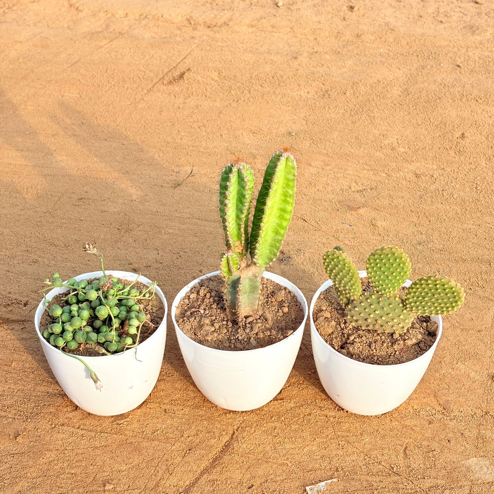 Set of 3 - String of Pearls Succulent, Fairy Castle Fairy Tale Cactus & Bunny Ear Cactus in 4 inch White Premium Orchid Round Plastic Pot