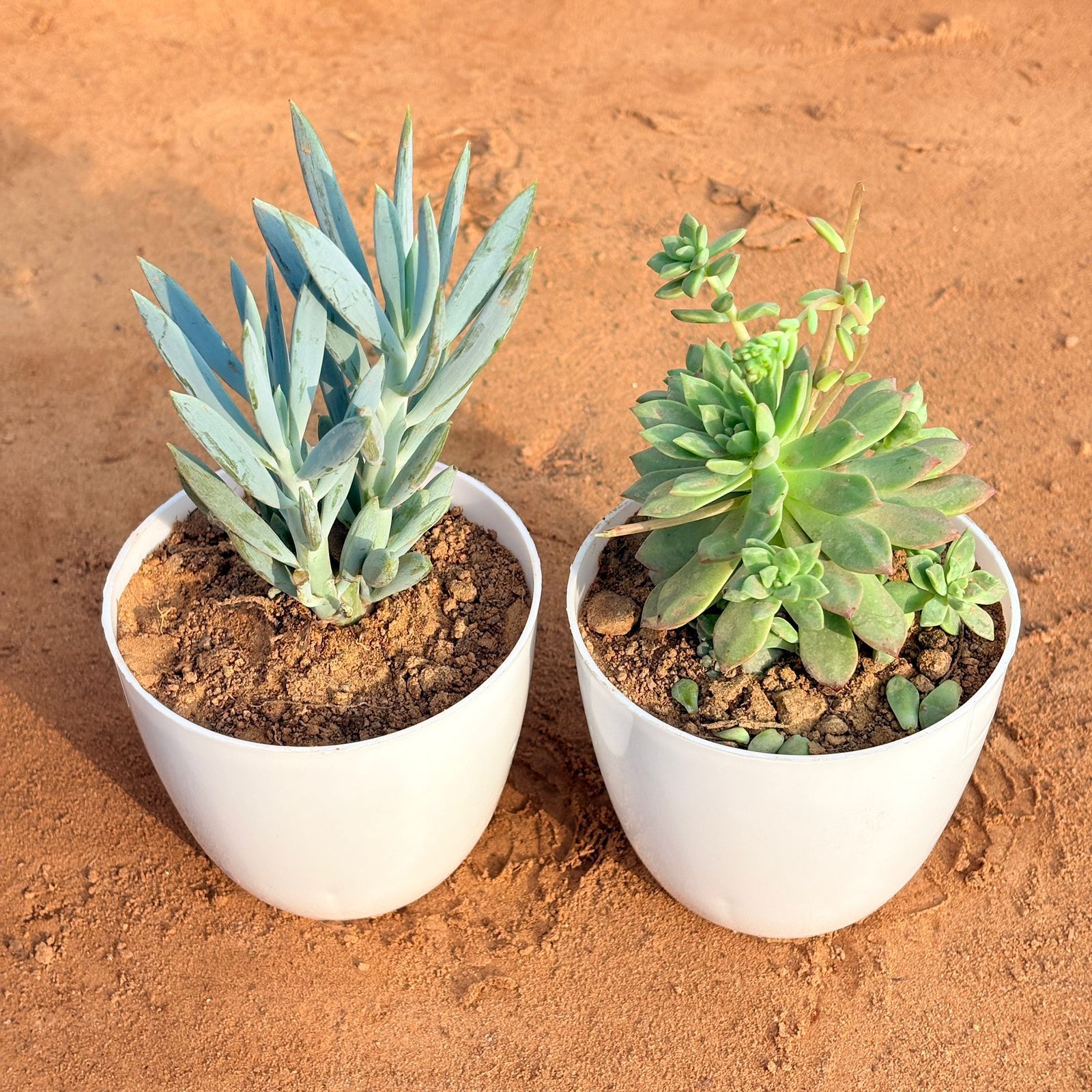 Set of 2 - Echeveria Red Succulent & Curio Repens Succulent in 4 inch White Premium Orchid Round Plastic Pot