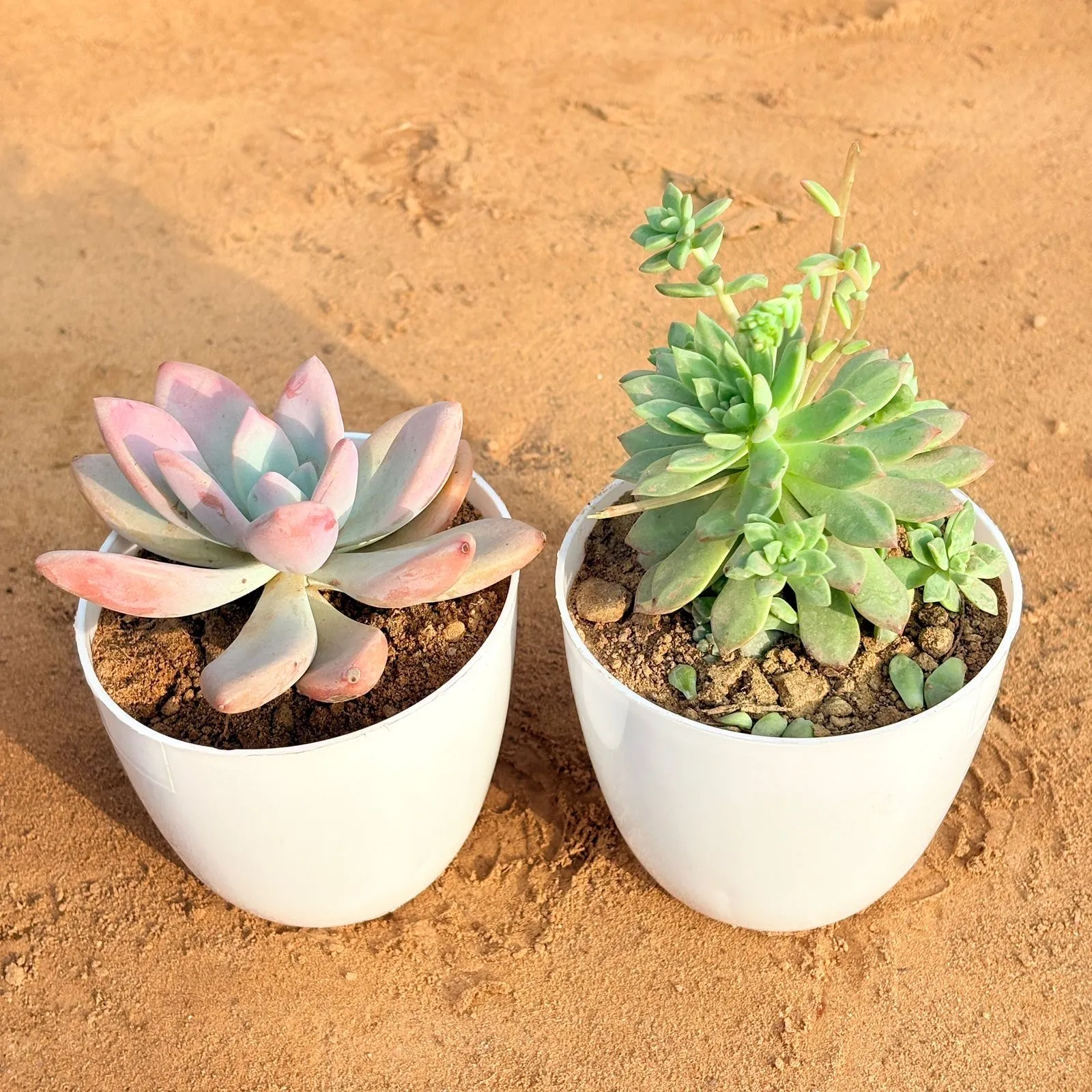 Set of 2 - Echeveria Devotion / Red Velvet & Echeveria Red Succulent in 4 inch White Premium Orchid Round Plastic Pot