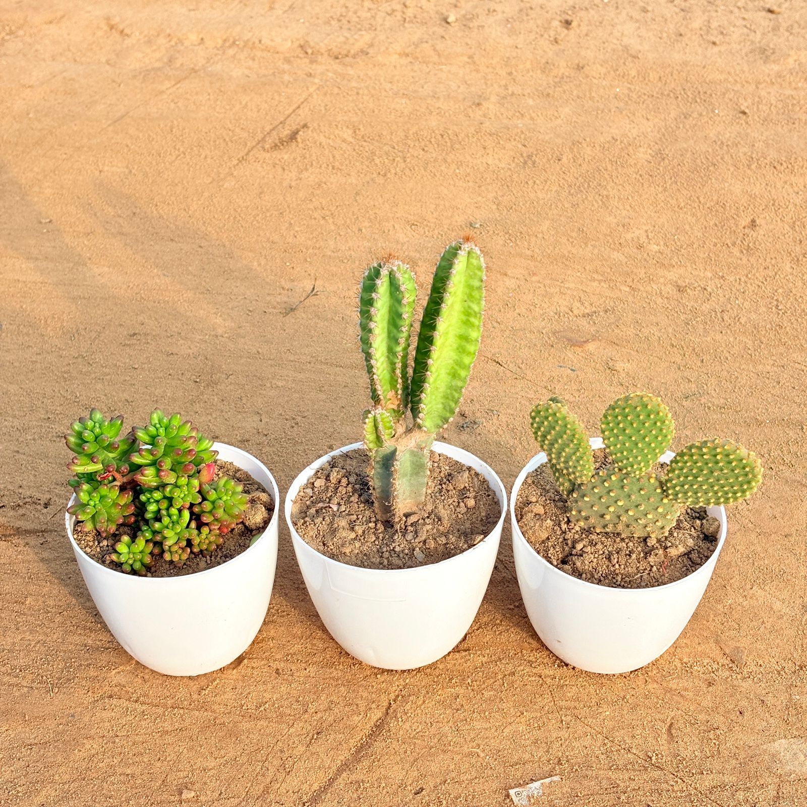 Set of 3 - Jelly Bean Succulent, Fairy Castle Fairy Tale Cactus & Bunny Ear Cactus in 4 inch White Premium Orchid Round Plastic Pot