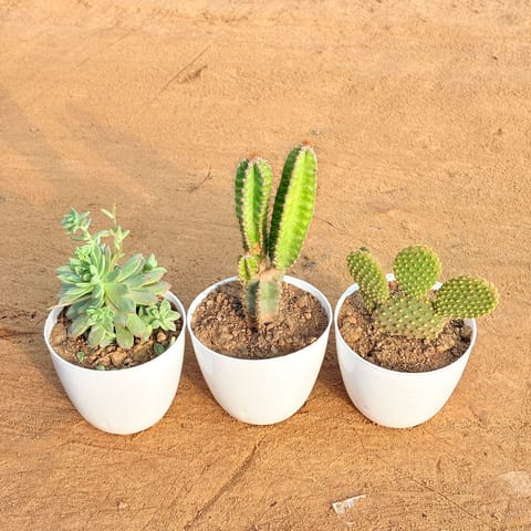 Set of 3 - Echeveria Red Succulent, Fairy Castle Fairy Tale Cactus & Bunny Ear Cactus in 4 inch White Premium Orchid Round Plastic Pot