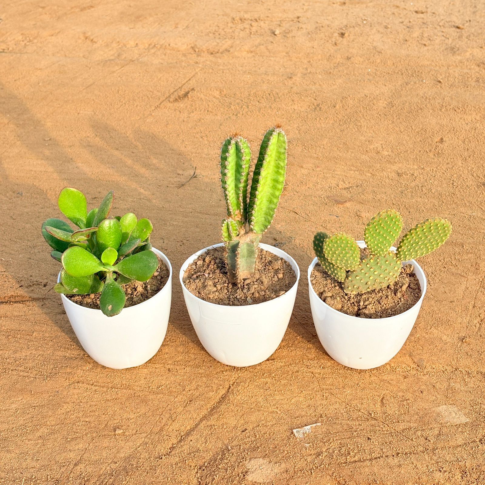 Set of 3 - Crassula Ovata/ Dhan Kuber, Fairy Castle Fairy Tale Cactus & Bunny Ear Cactus in 4 inch White Premium Orchid Round Plastic Pot