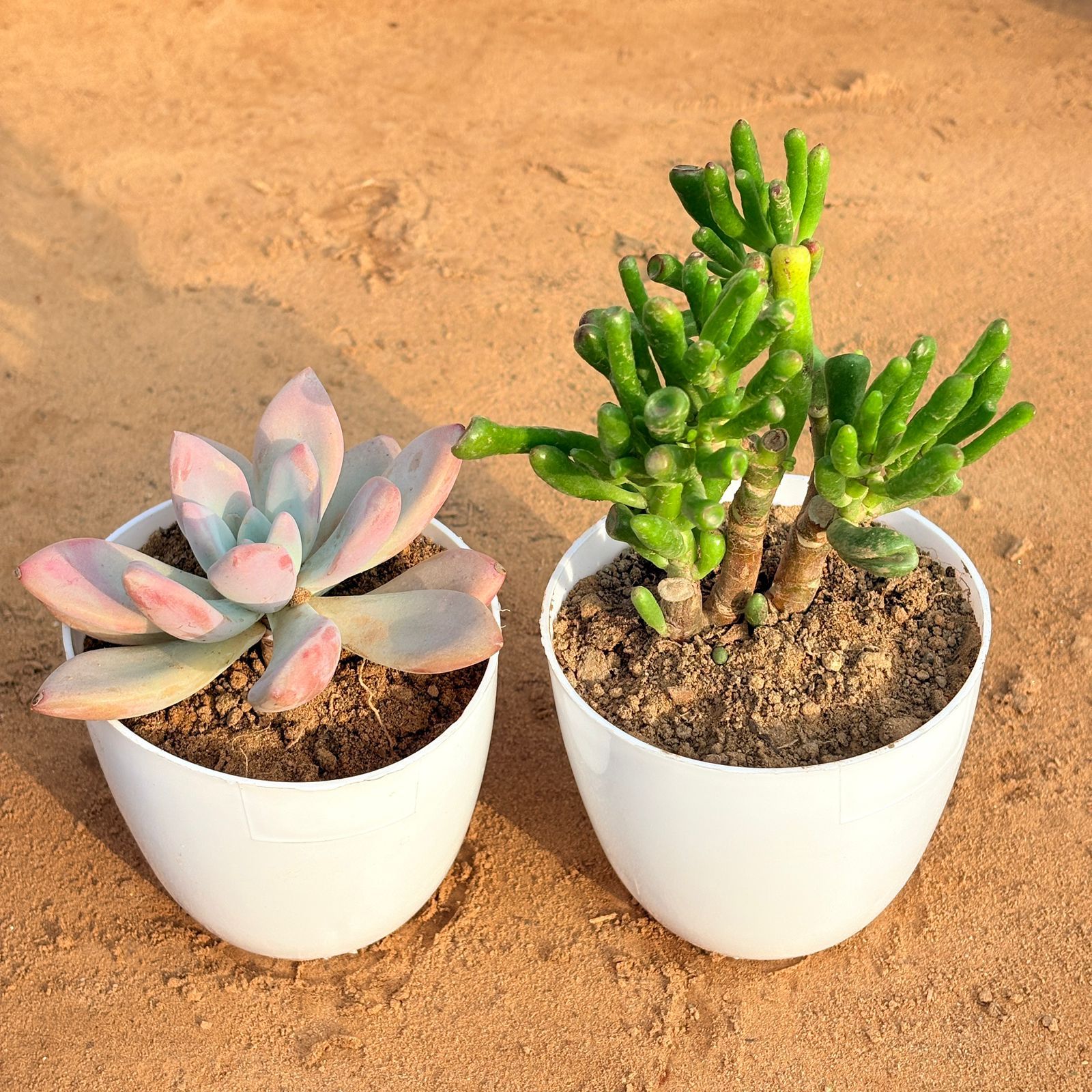 Set of 2 - Echeveria Red Succulent & Crassula Gollum Jade/ Finger Succulent in 4 inch White Premium Orchid Round Plastic Pot