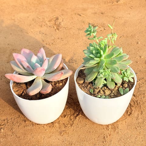 Set of 2 - Echeveria Devotion / Red Velvet & Echeveria Red Succulent in 4 Inch Live Fresh Plant White Premium Orchid Round Plastic Pot in Sector 115