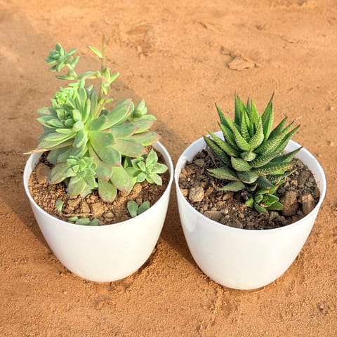 Set of 2 - Echeveria Red Succulent & Haworthia Zebrina in 4 inch White Premium Orchid Round Plastic Pot