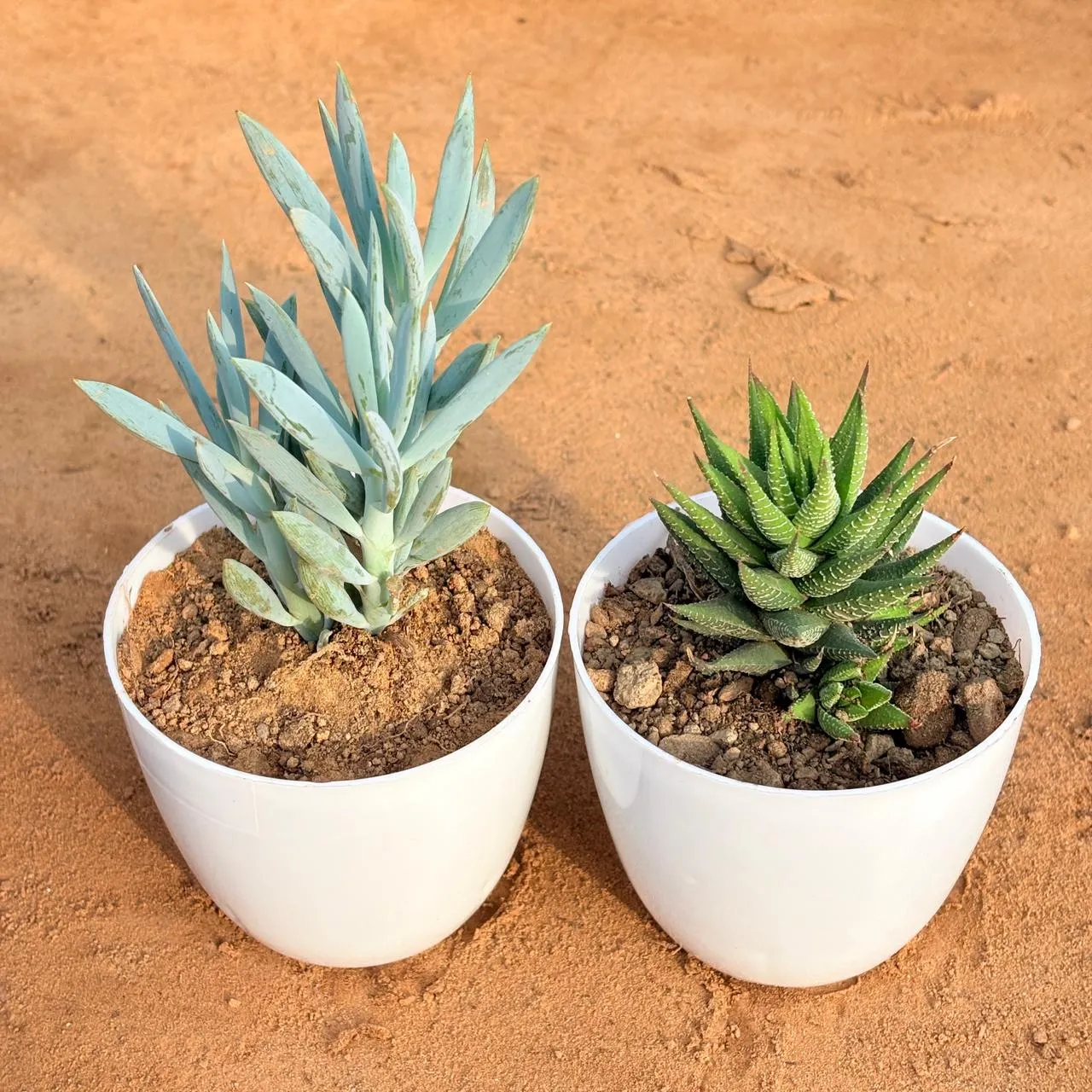 Set of 2 - Curio Repens Succulent & Haworthia Zebrina in 4 inch White Premium Orchid Round Plastic Pot