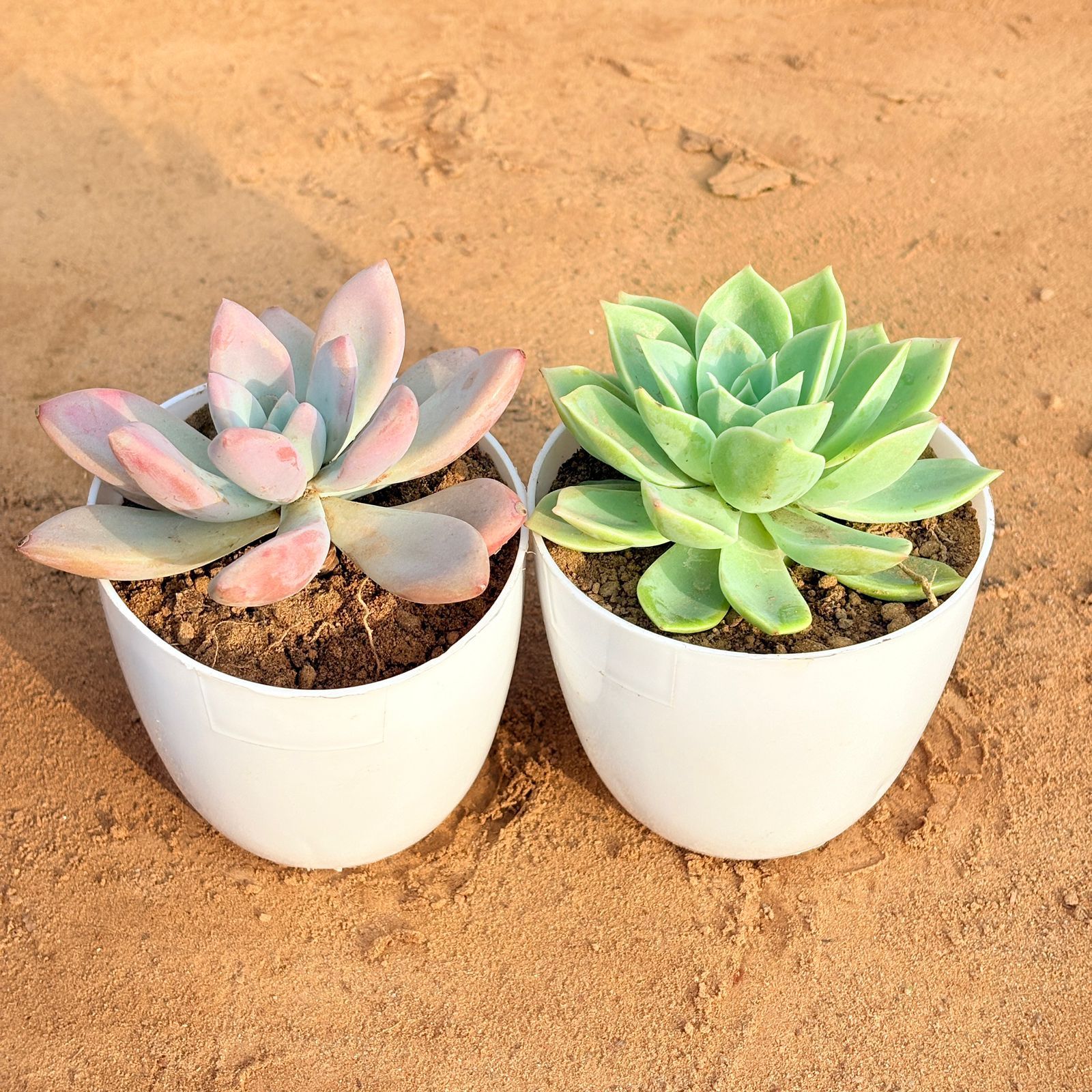 Set of 2 - Echeveria Green Succulent & Echeveria Devotion / Red Velvet in 4 inch White Premium Orchid Round Plastic Pot