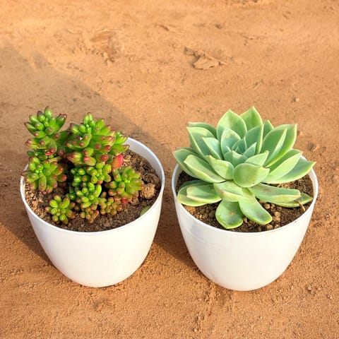 Set of 2 - Echeveria Green Succulent & Echeveria Green Succulent in 4 inch White Premium Orchid Round Plastic Pot