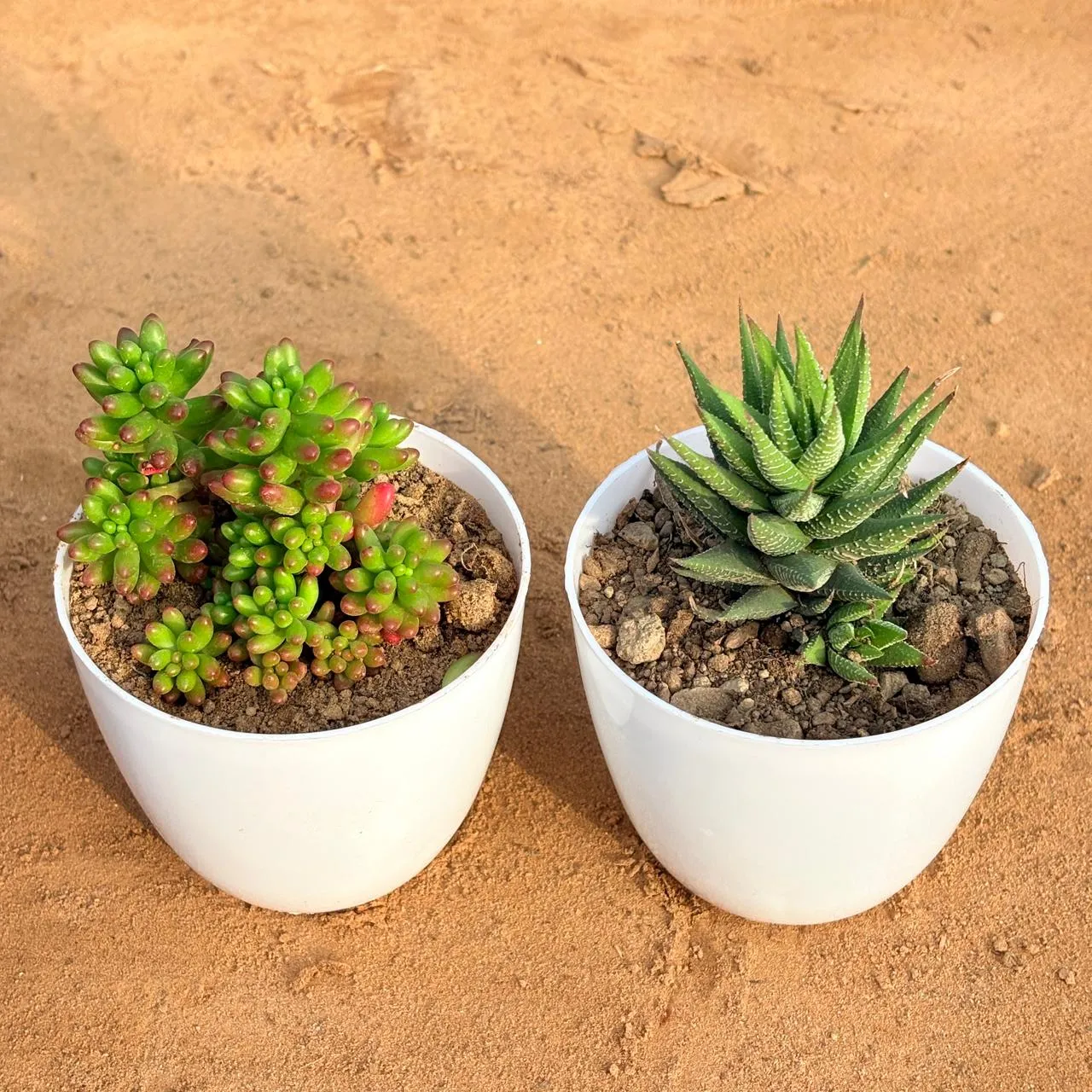 Set of 2 - Jelly Bean Succulent & Haworthia Zebrina in 4 inch White Premium Orchid Round Plastic Pot