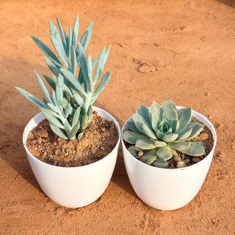 Set of 2 - Curio Repens Succulent & Echeveria Brown Succulent in 4 inch White Premium Orchid Round Plastic Pot