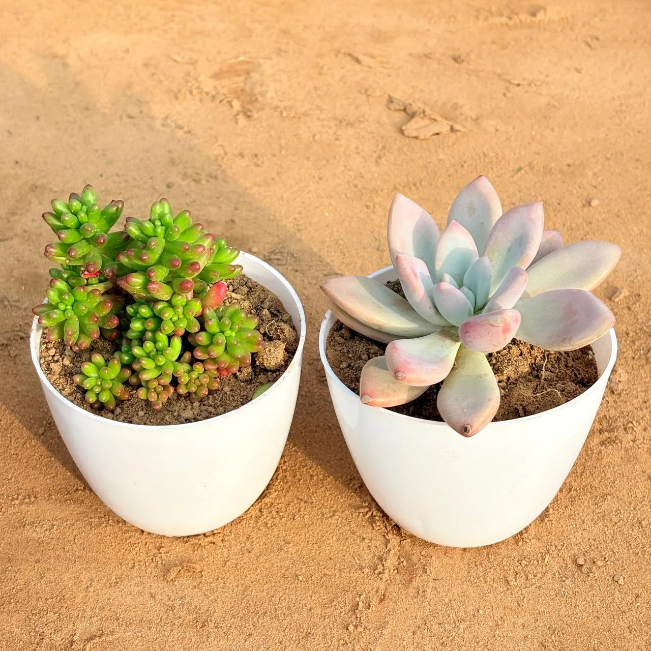 Set of 2 - Echeveria Devotion / Red Velvet & Jelly Bean Succulent in 4 inch White Premium Orchid Round Plastic Pot