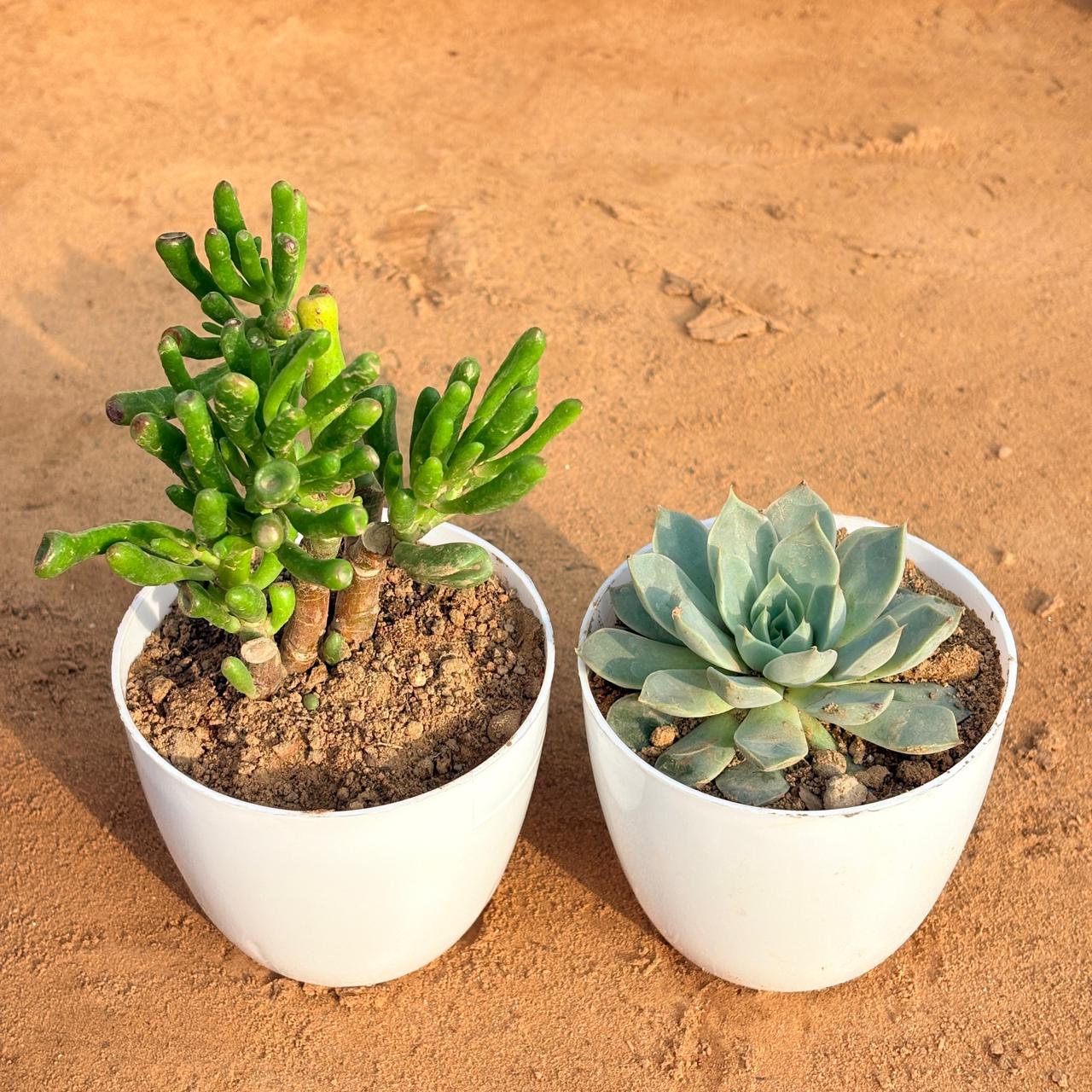 Set of 2 - Crassula Gollum Jade/ Finger Succulent & Echeveria Brown Succulent in 4 inch White Premium Orchid Round Plastic Pot