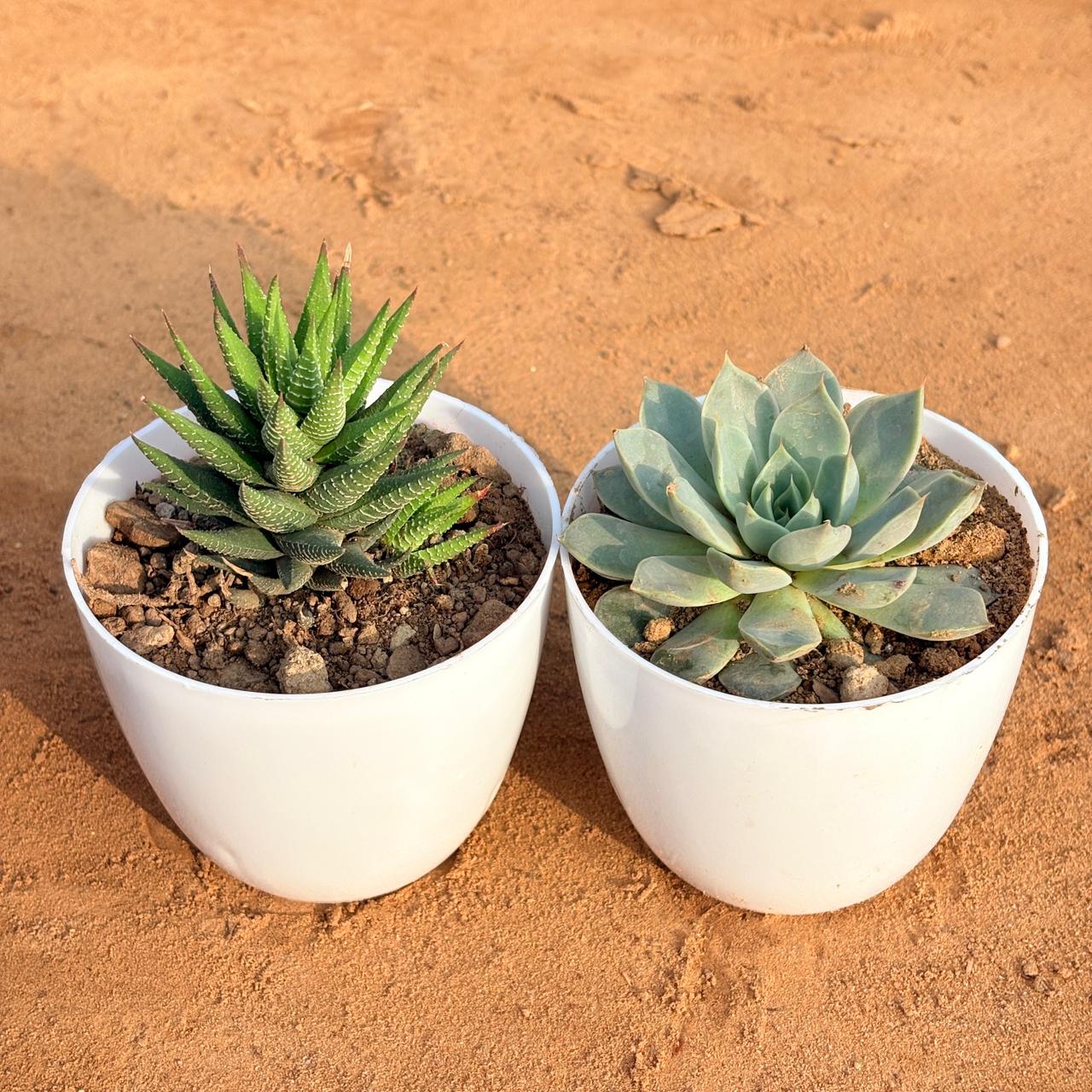 Set of 2 - Haworthia Zebrina & Echeveria Brown Succulent in 4 inch White Premium Orchid Round Plastic Pot