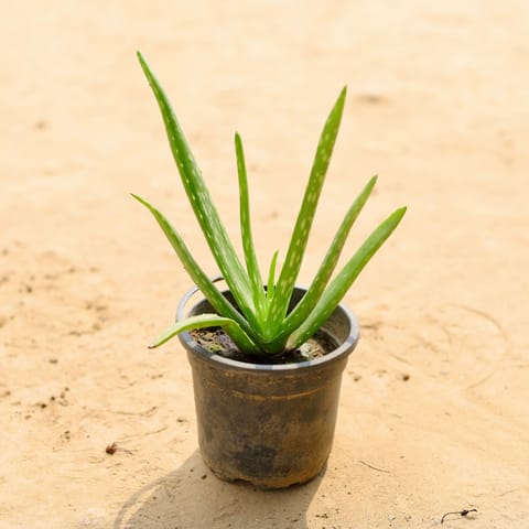Aloe Vera in 4 Inch Nursery Pot