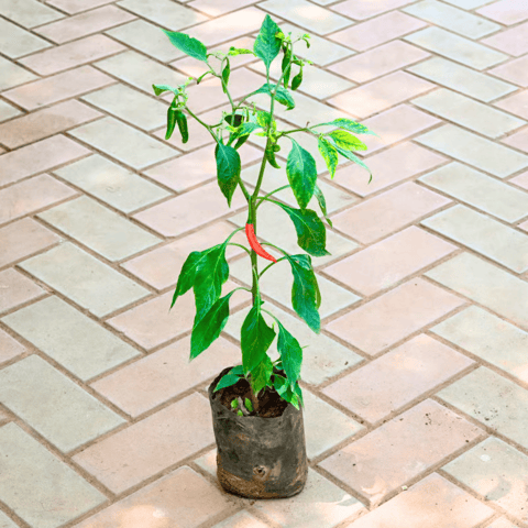Chilli / Mirchi in 4 Inch Nursery Bag