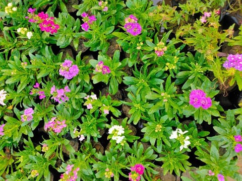 Set of 3 - stock (Any Colour) in 4 Inch Nursery Bag