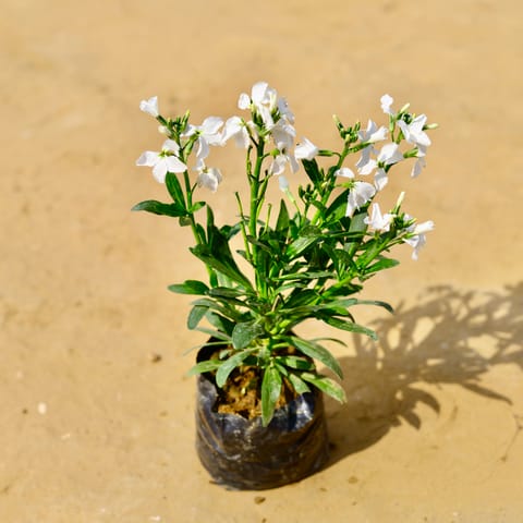 Stock White in 4 Inch Nursery Bag