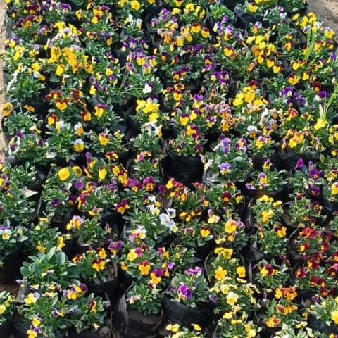 Set Of 3 - Voila Pansy (Any Colour) in 4 Inch Nursery Bag