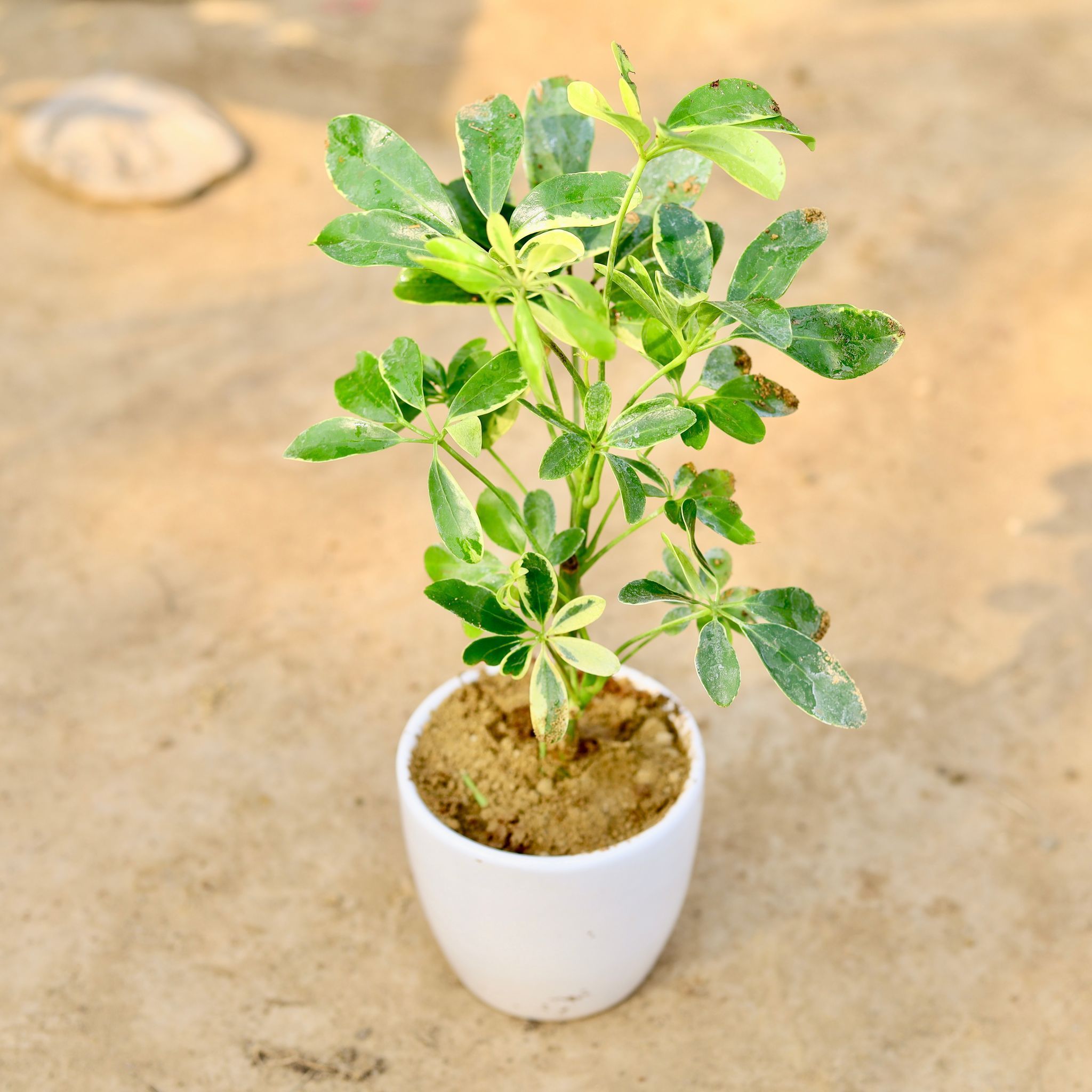 Schefflera Green in 3 Inch Classy White Cup Ceramic Pot