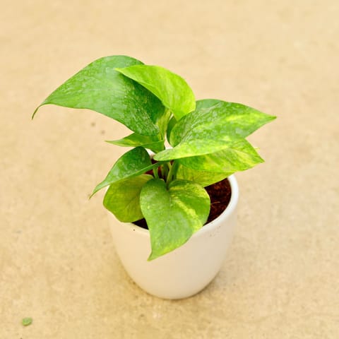Money Plant Green in 3 Inch Classy White Cup Ceramic Pot