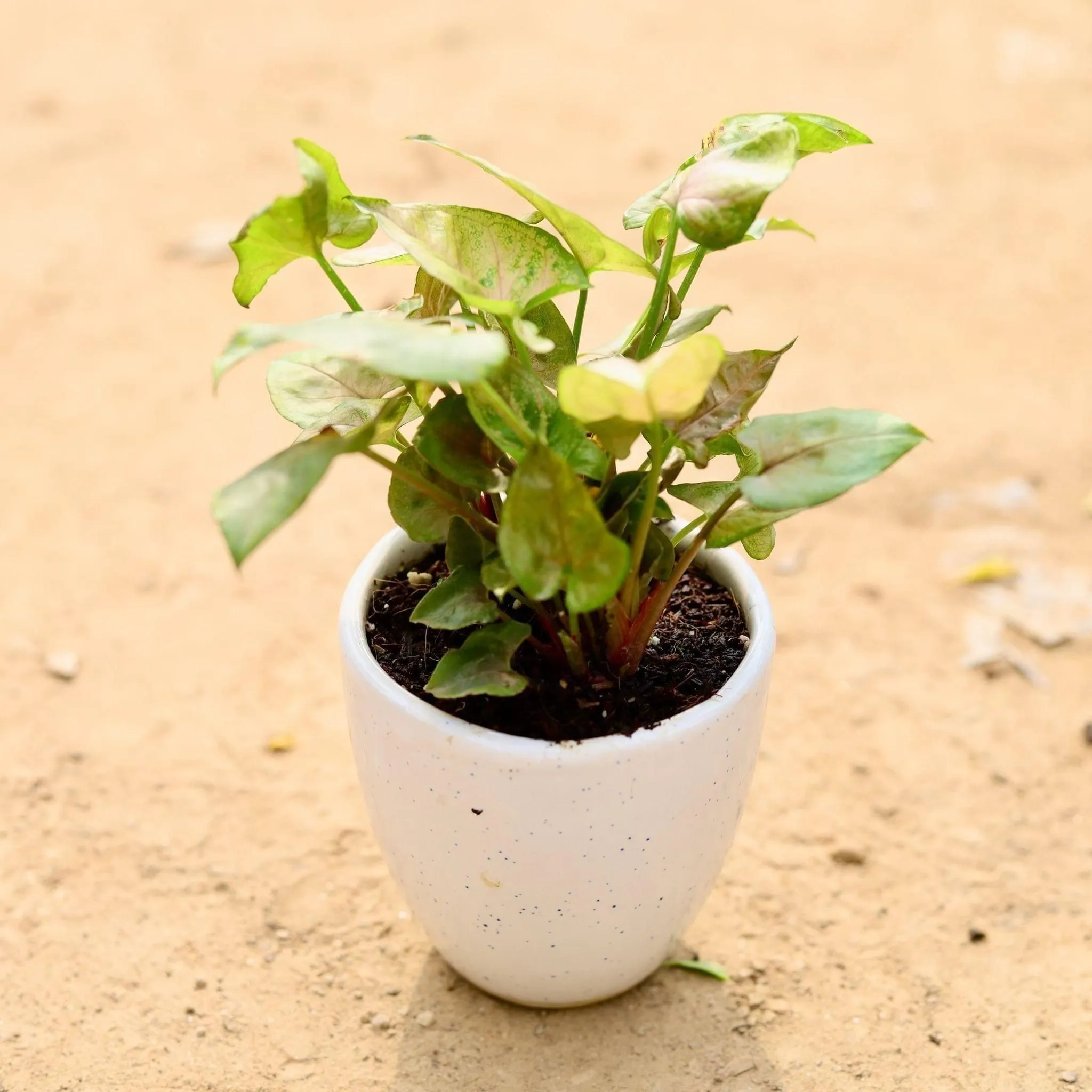 Syngonium Bronze in 3 Inch Classy White Cup Ceramic Pot