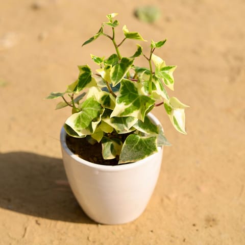English Ivy Succulent in 3 Inch Classy White Cup Ceramic Pot