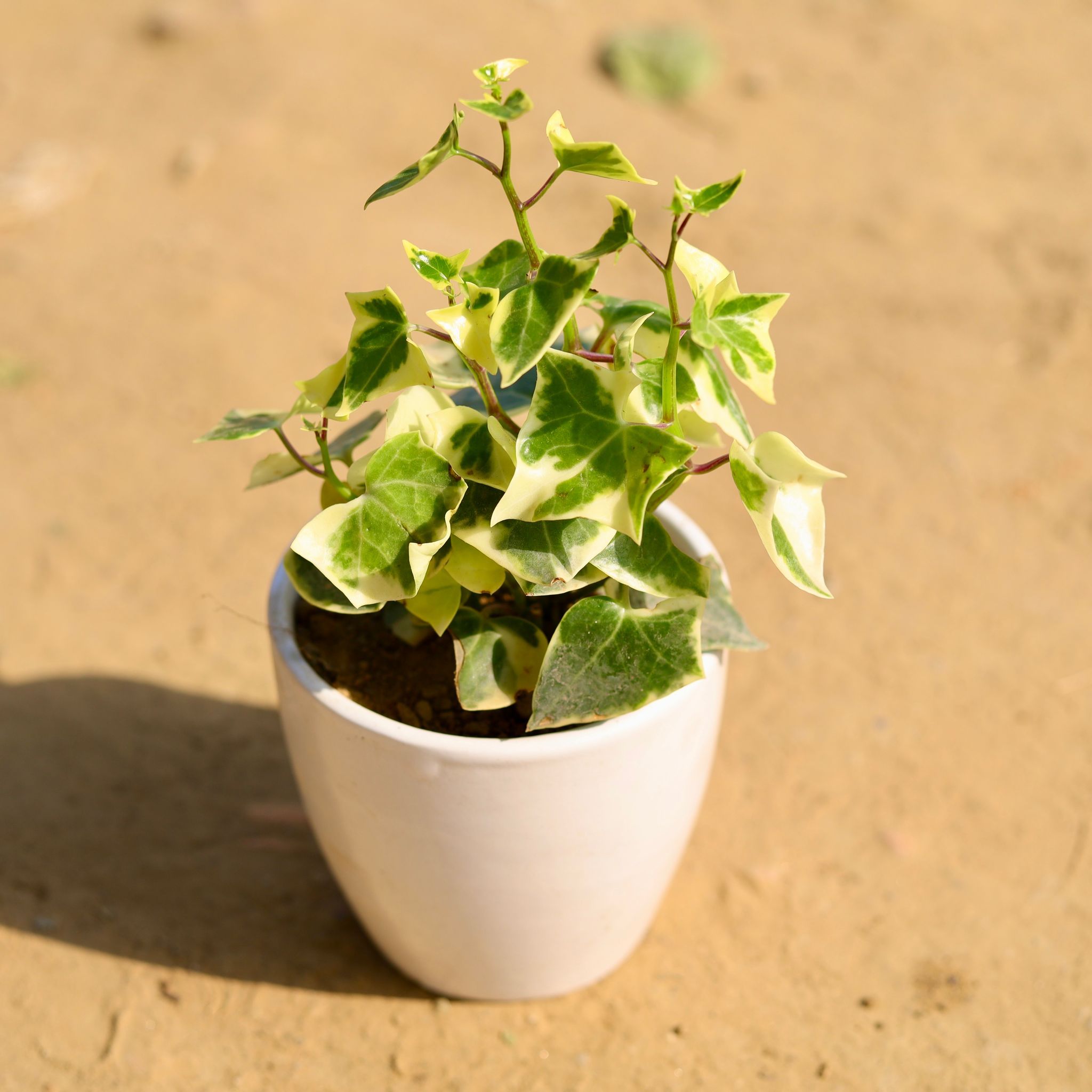 English Ivy Succulent in 3 Inch Classy White Cup Ceramic Pot