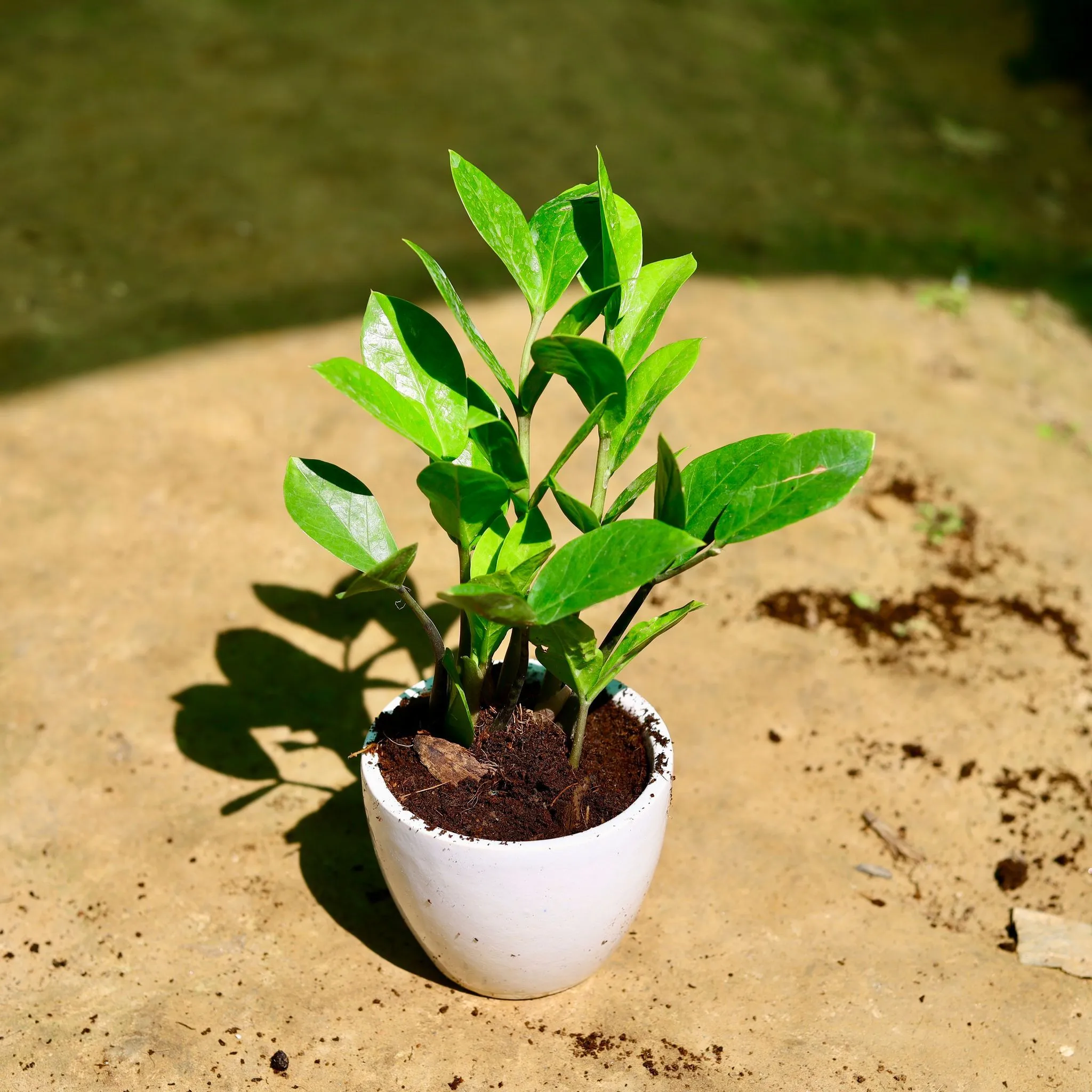 Zz Green in 3 Inch Classy White Cup Ceramic Pot