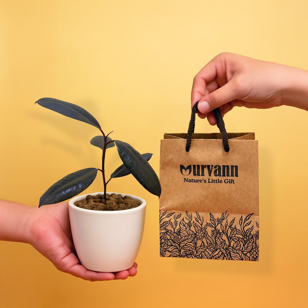 Ready to Gift -  Rubber in 4 Inch Classy White Cup Ceramic Pot with Gift Bag