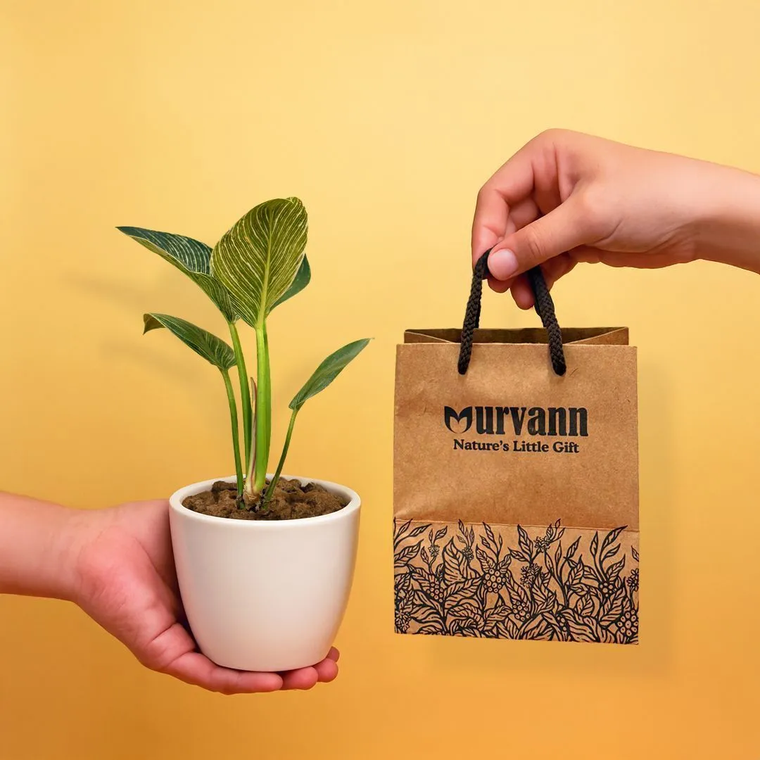 Ready to Gift - Philodendron Birkin in 4 Inch Classy White Cup Ceramic Pot with Gift Bag