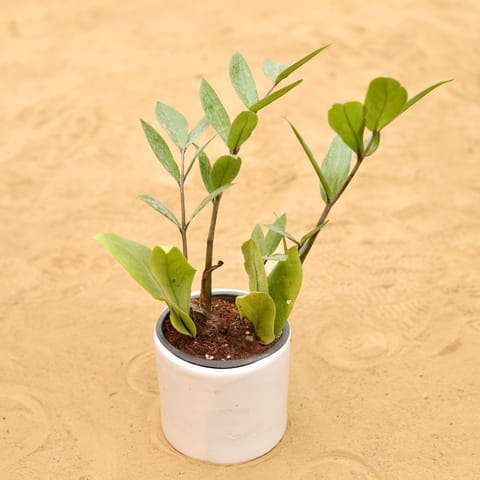 Zz Green in 4 Inch White Minimalist Cylindrical Ceramic Pot
