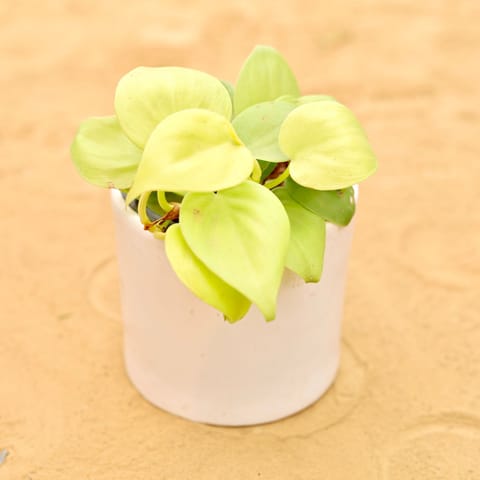 Oxycardium Golden in 4 Inch White Minimalist Cylindrical Ceramic Pot