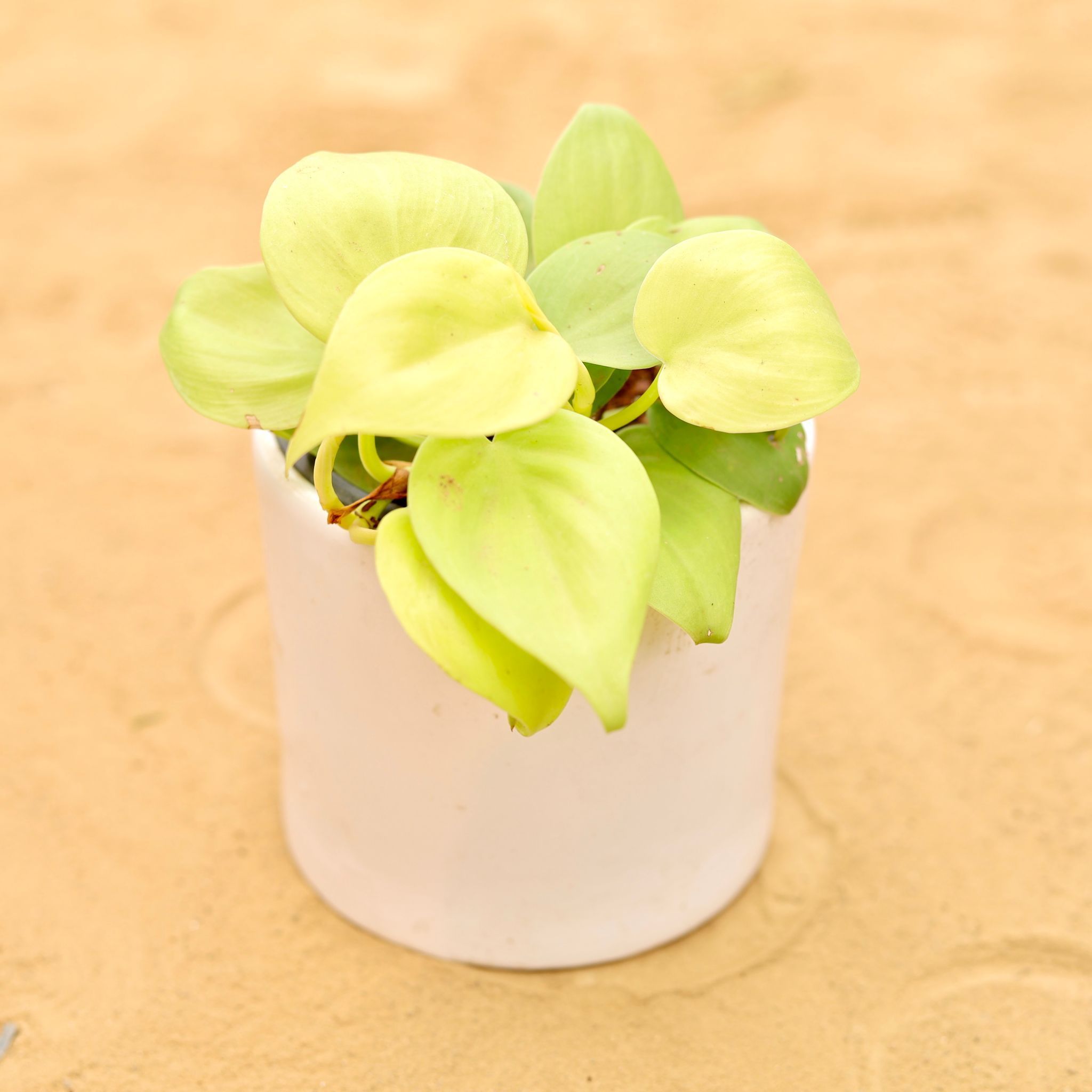 Oxycardium Golden in 4 Inch White Minimalist Cylindrical Ceramic Pot