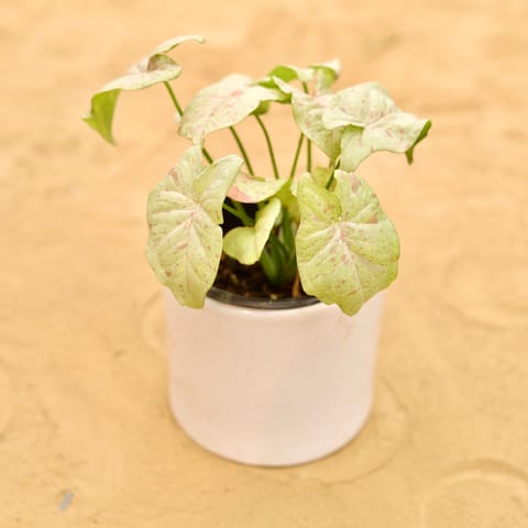 Rare Syngonium Pink Spot / Candyfloss in 4 Inch Live Plant White Minimalist Cylindrical Ceramic Pot