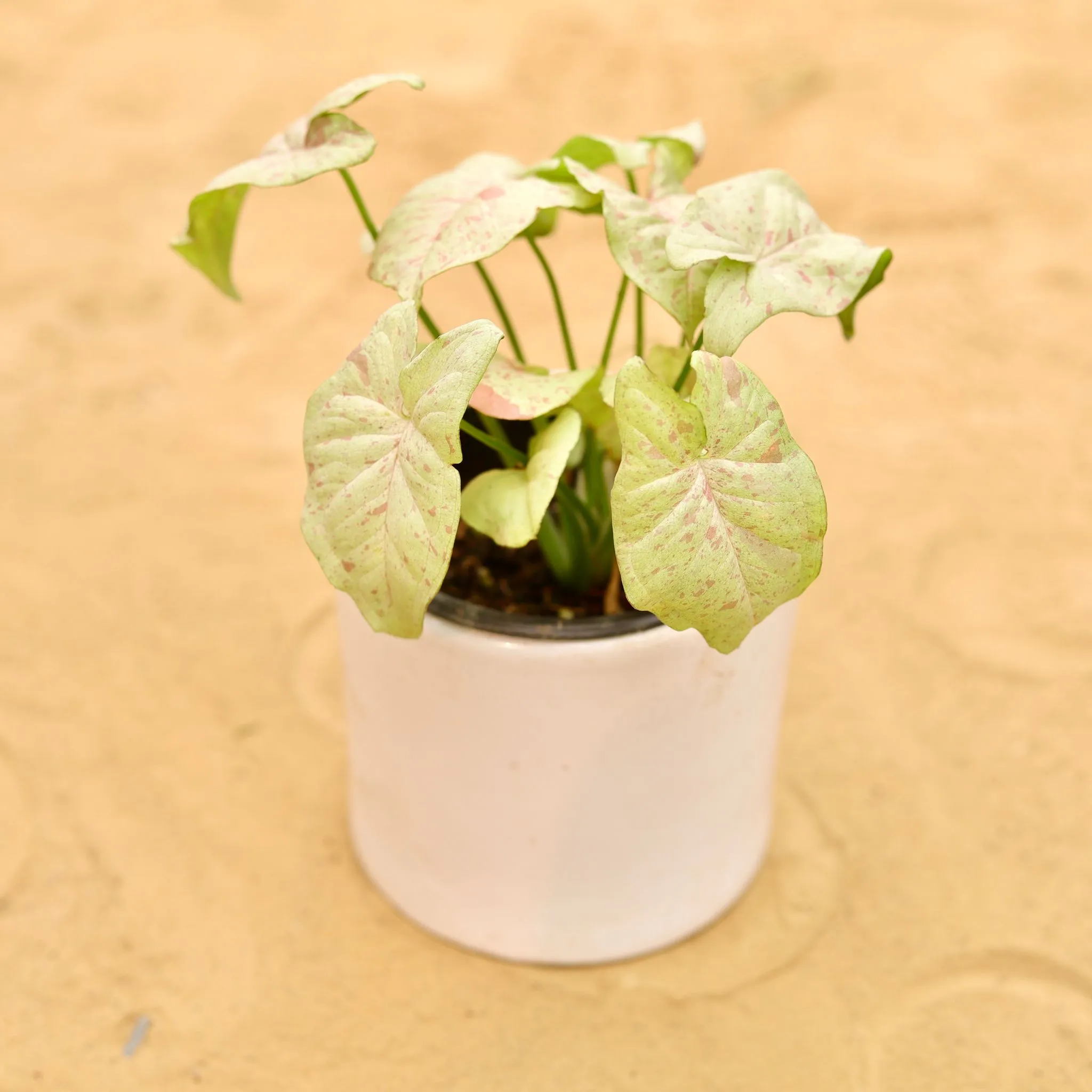 Rare Syngonium Pink Spot / Candyfloss in 4 Inch White Minimalist Cylindrical Ceramic Pot