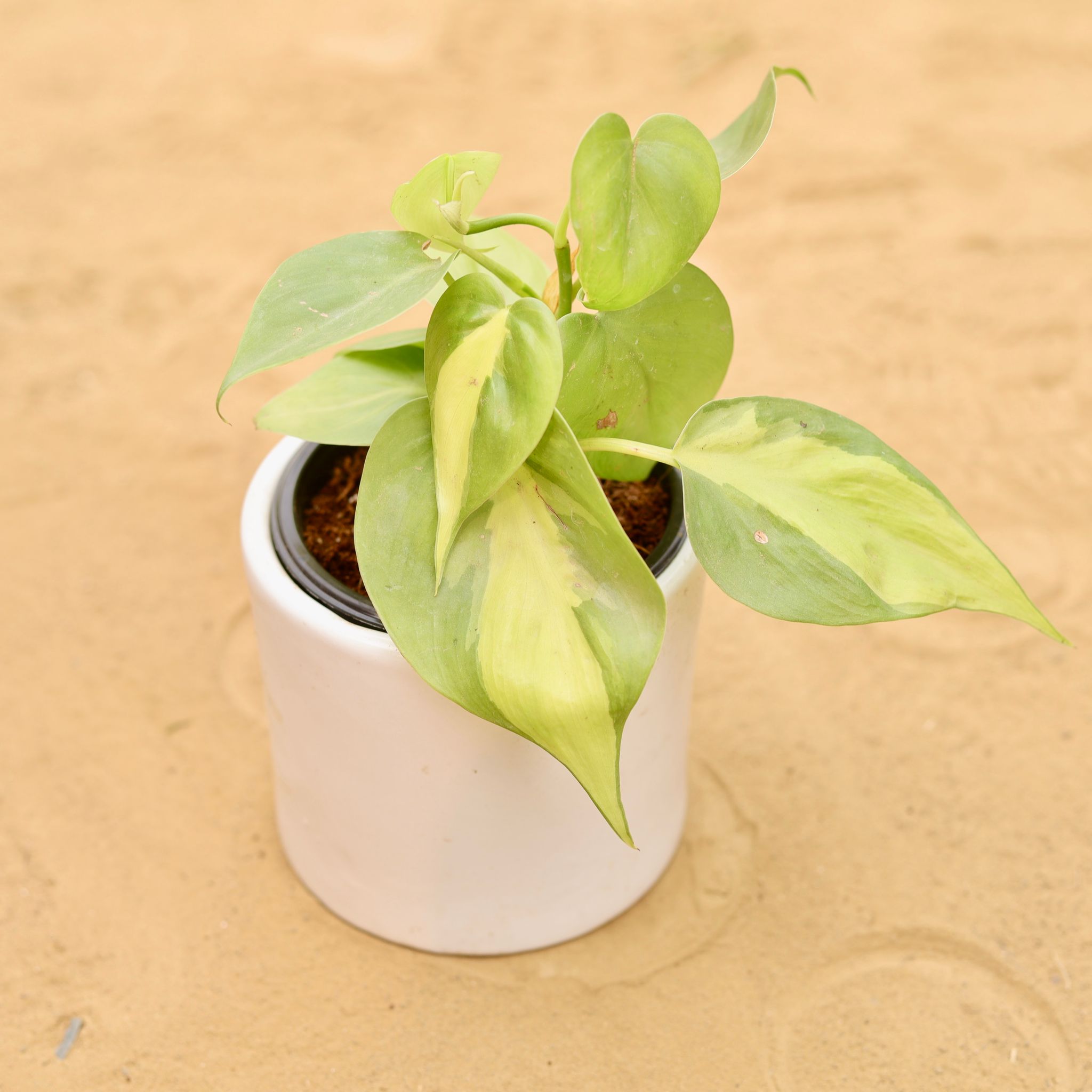 Oxycardium Brazil /Vareigated in 4 Inch White Minimalist Cylindrical Ceramic Pot