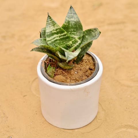 Snake Green in 4 Inch Live Plant White Minimalist Cylindrical Ceramic Pot